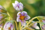 探秘洋芋花的开花时间（从生长环境到开花条件，了解洋芋花开放的关键因素）