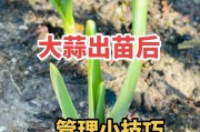 大蒜追肥应选用哪种肥料？（选择合适的肥料才能让大蒜茁壮成长）