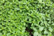 薄荷的种植时间及注意事项（优质薄荷的种植时间、气候条件、土壤要求及施肥技巧）