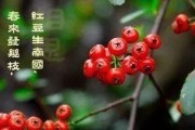 红豆几月开花结果（红豆开花结果的时节和特征）