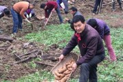 种植天麻，注意选对时间（合适的月份能让天麻生长更加茂盛）