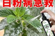 多菌灵的月季浇灌效果（月季树上的神奇药物，多菌灵是绝佳选择）