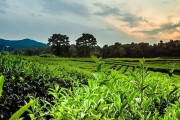 茶叶生长的环境与特点（探究茶叶生长的条件及其生长特点，助力茶叶种植与饮用）