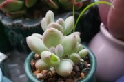 多肉之美（揭秘多肉叶边小锯齿的成因和养护要点）