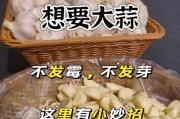 茶叶水浇大蒜的神奇效果（利用茶叶水改善大蒜生长，健康环保两不误）
