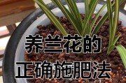 新上盆兰花的肥料施用方法（兰花肥料施用要注意的关键点）