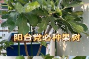 家里也能种无花果树！（打造自己的小果园，享受无花果美味的幸福生活）