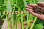 空心菜种子种植全攻略（时间、方法、注意事项一网打尽！）