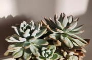 冬天来临，多肉植物需要室内照料（室内养护，让多肉植物健康过冬）