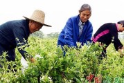 金银花的采摘与收获季节（在春夏之交，品尝鲜美的金银花）