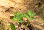 花生是双子叶植物——解析花生的分类特征（从种子到叶子全方位探究花生的双子叶特征）