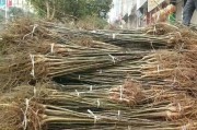 核桃树的摘心打顶时间与方法（掌握正确操作，让核桃树成长更健康）