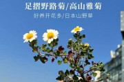 打造长寿之花——菊花怎么养长的好（从土壤到施肥，打造健康的菊花生态环境）