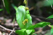 国家保护植物，共建美丽中国（从什么是国家保护植物说起）