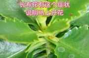秋天扦插长寿花当年能开花吗？（探究长寿花秋季扦插开花的可能性）