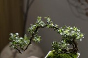 探秘以六月雪的家庭养殖方法（学习如何合理养殖六月雪的技巧与要点）
