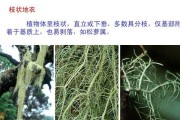 地衣：不是传统意义上的植物，它是一种复合生物体