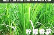 什么是柠檬草？——探究这个鲜香的东南亚草本植物（别名、分布、用途、营养价值以及烹饪方法）