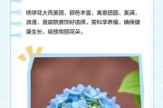 秀秀球花的养殖方法（打造美丽花园的秘诀）