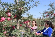 苹果采摘时机详解（苹果采摘的时间、地点和技巧）