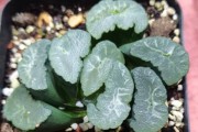 多肉植物叶子软发黄问题探究（多肉植物养护技巧与常见问题解决）