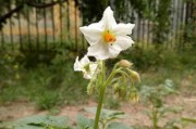 洋芋花开花时间的研究（探究洋芋花的生长特点及环境要求）