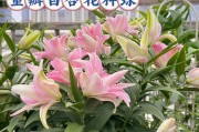 如何选择合适的盆种植百合花（盆的大小和形状对百合花的生长有何影响？）