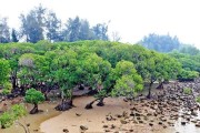 探秘红树林——生态奇观的环境条件和特点（红树林的形成、生长和特色）