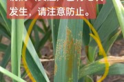 大蒜的生长周期与生长速度（了解大蒜的成长过程，提高收成效率）