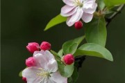 海棠花开花季节及花期管理（春日里的美丽花开、四季海棠的繁衍生息、海棠花的养护技巧）