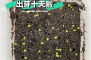 从多肉植物服盆到出状态（揭秘多肉植物服盆后的生长周期及关键因素）