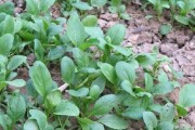 鸡毛菜不是小白菜（认清鸡毛菜，别错当小白菜）