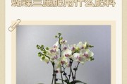 选择适合兰花的肥料，保证健康生长（探索最佳兰花肥料，助力美丽盛开）