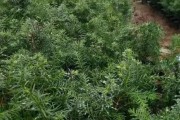 红豆杉种子种植方法详解（从种子筛选到苗木培育，一步步讲解红豆杉种植方法）