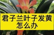 如何处理君子兰黄叶问题（君子兰黄叶原因分析与治疗方法）