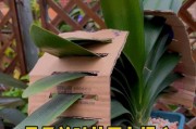 以君子兰叶尖开裂的处理方法（保护君子兰叶片完整性的养护技巧）