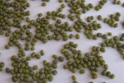 绿豆是一年生的双子叶植物（从生长习性到营养价值，全面解读绿豆）